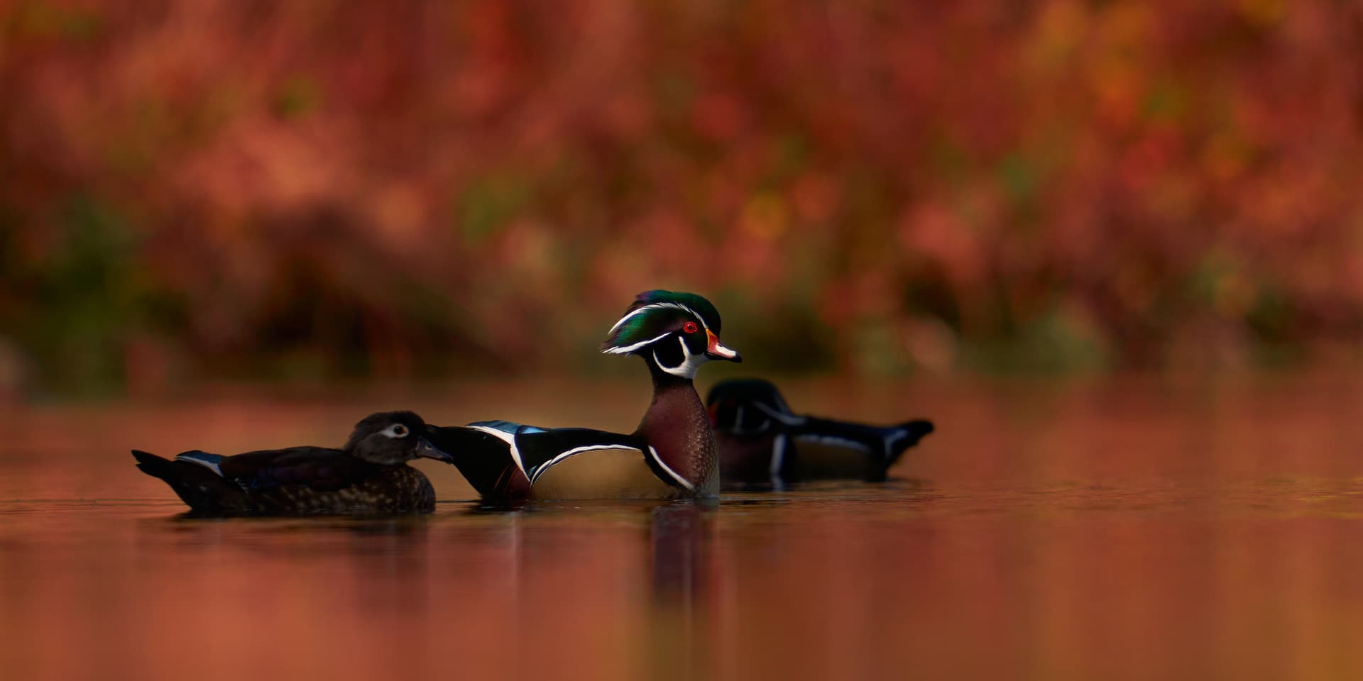 website/wood-ducks_anudcf
